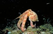 Pulpo