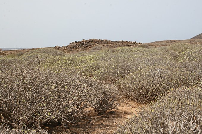 Típica vegetación de la isla