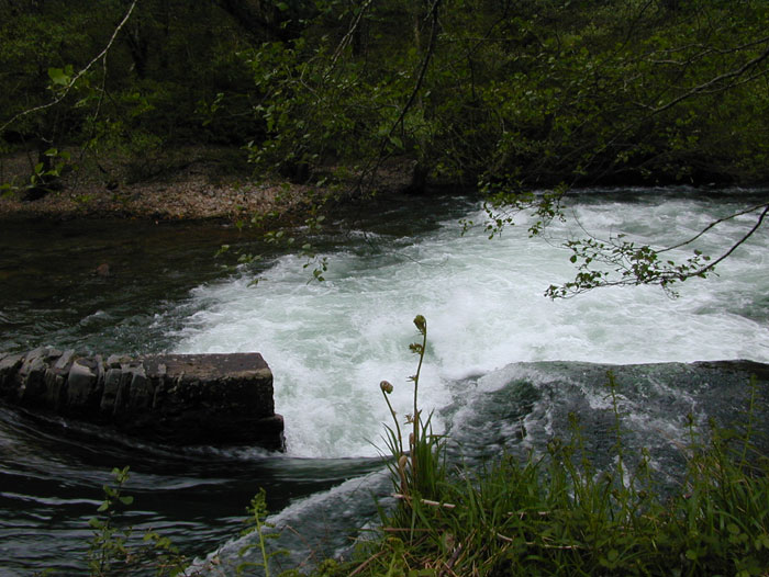 Presa y escala salmonera