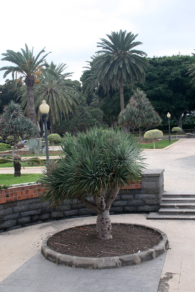 Las Palmas. Ciudad