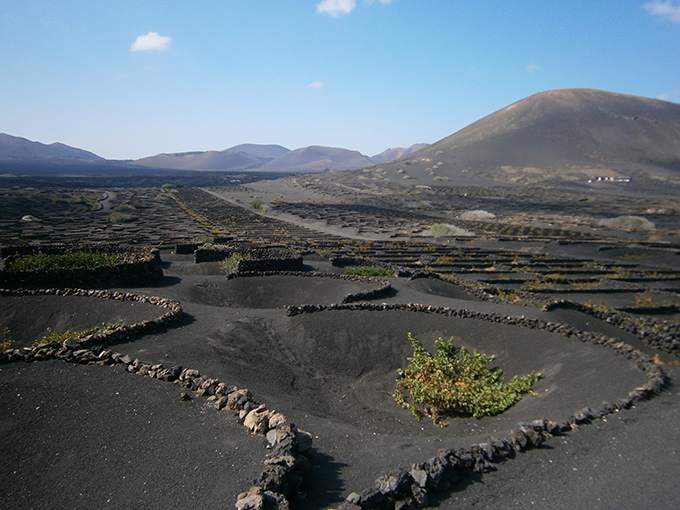 Típicas zonas de cultivo en Lanzarote