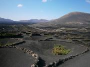 Típicas zonas de cultivo en Lanzarote