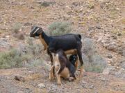 Cabras en Jandía