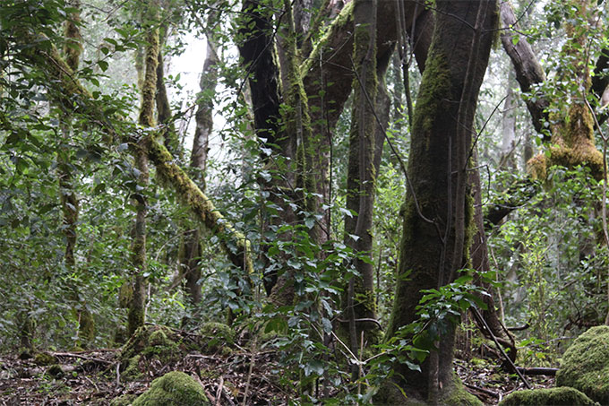 Bosque de Anaga