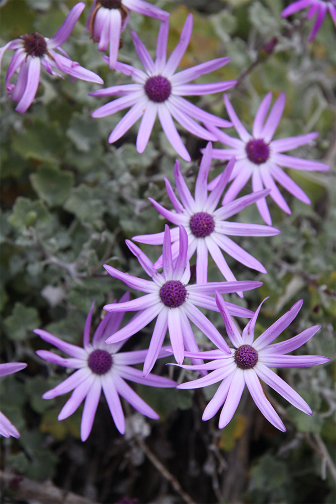 Flores del Teide