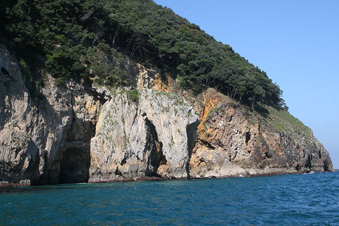 El bosque llegando al mar