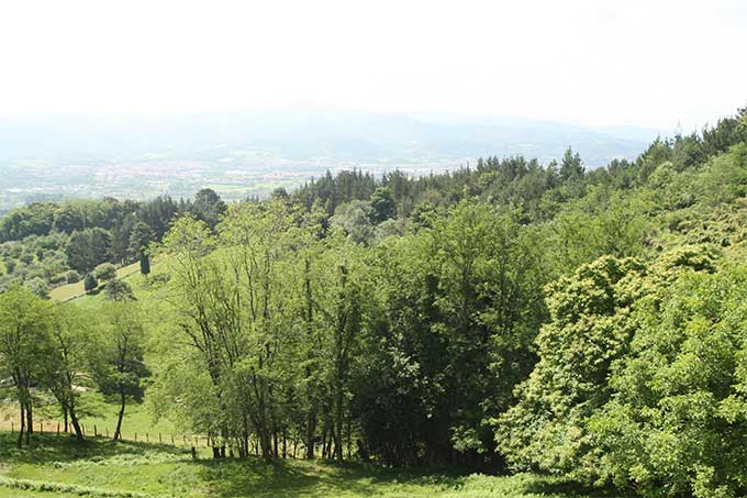 Senderos entre bosques