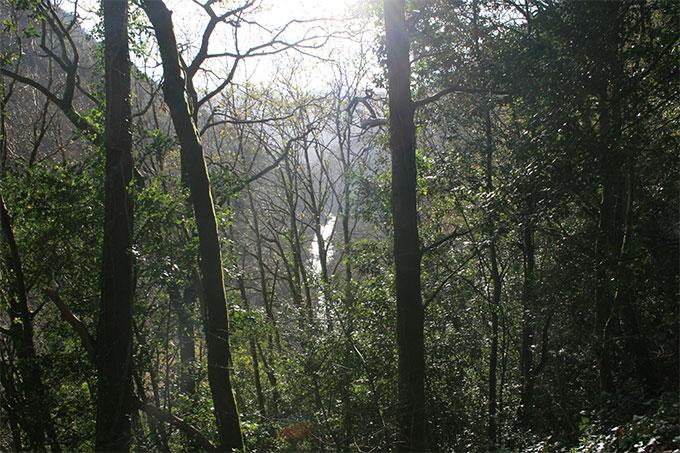 Bosque de las Fragas deo Eume