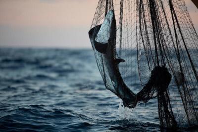 Paredes de la muerte: Greenpeace desvela los devastadores impactos de la pesca industrial en el océano Índico