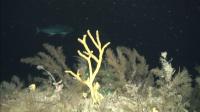 Un equipo científico del IEO estudia los arrecifes de profundidad de Tenerife y La Gomera