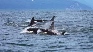 Aviso a los navegantes: Llegada de una familia de orcas a las costas gallegas