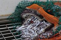 El IEO y el MAPA inician la campaña ‘Pelacus 0324’ para estudiar la sardina y otros pequeños pelágicos del noroeste peninsular
