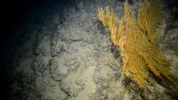 Finaliza una campaña del IEO para explorar los hábitats profundos de los cañones submarinos de Alicante y Benidorm