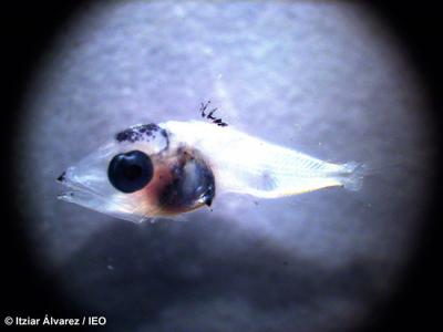 Las larvas de atún rojo eligen la capa más superficial del mar para desarrollarse