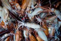 Un nuevo informe de Greenpeace destapa la pesquería sin control de calamar y la industrialización de los océanos