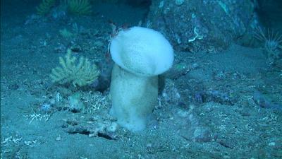  Científicos del Instituto Español de Oceanografía estudian los hábitats profundos del golfo de Cádiz