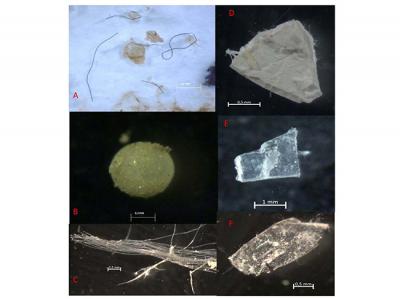 Investigadores del Centro Oceanográfico de Vigo muestran la presencia de microplásticos en sedimentos de las Rías Baixas 