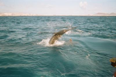 El Hedonist encabeza el XI Campeonato de Pesca de Altura del RC Náutico de Gran Canaria 