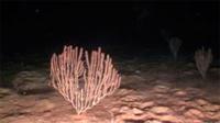 Hallado en Balares un bosque de coral bambú, una especie en peligro crítico de extinción