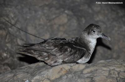 Demuestran la necesidad de medidas de gestión transfronterizas para la conservación de la pardela balear