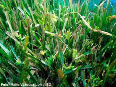 Floración masiva de Posidonia oceanica en el Parque Nacional de Cabrera