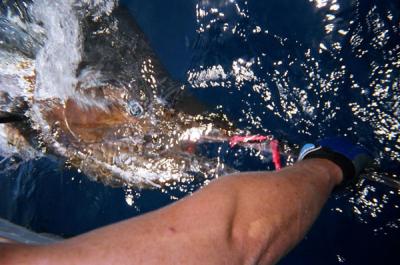 Pasito Blanco celebra su Vigésimo  Concurso de ‘Pesca sin Muerte’