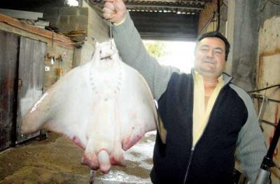 Una raya de 15 kilos, ¡pescada con caña!