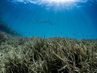 Hallan en las Islas Chafarinas una de las praderas marinas mejor conservadas del mar de Alborán